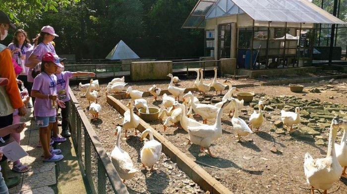 Wisatawan liburan di Kuntum Farmfield Bogor, Jawa Barat.