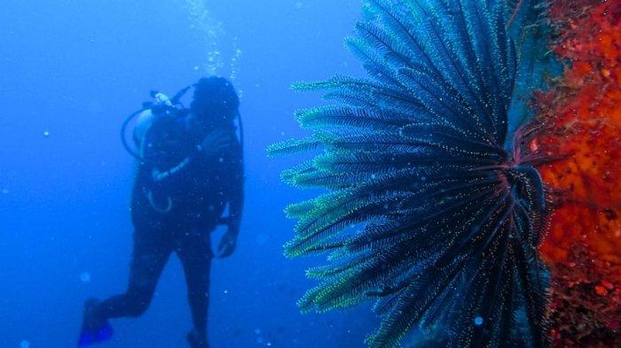 Wisatawan snorkeling di Bunaken, menikmati keindahan bawah laut.
