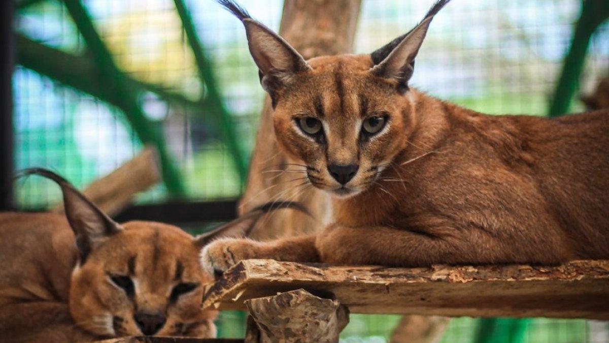 Satwa di Suraloka Zoo Jogja.