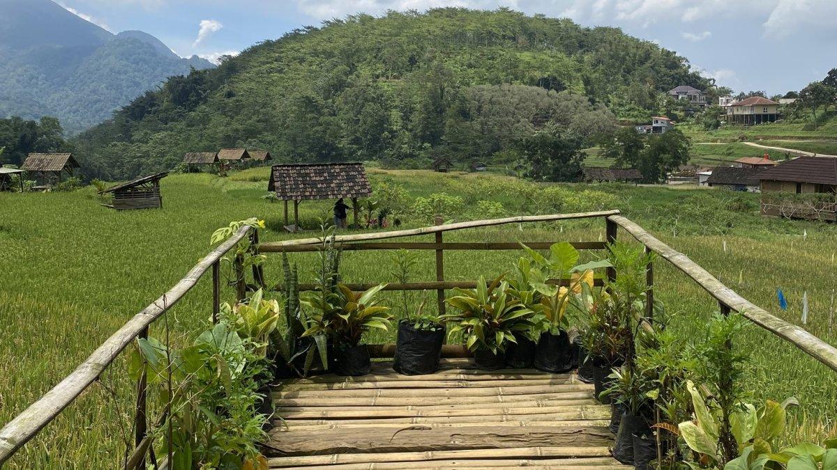 Sawah Sumber Gentong menawarkan hamparan sawah dengan latar belakang gunung.