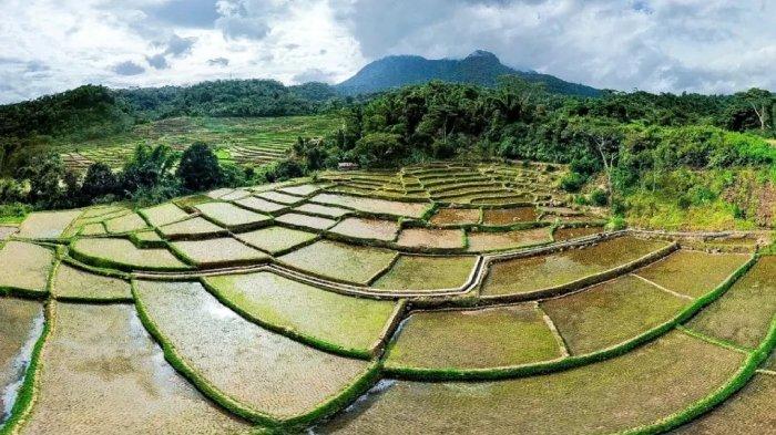 Sawah terasering di Desa Wisata Golo Loni di Manggarai Timur, Nusa Tenggara Timur (NTT).
