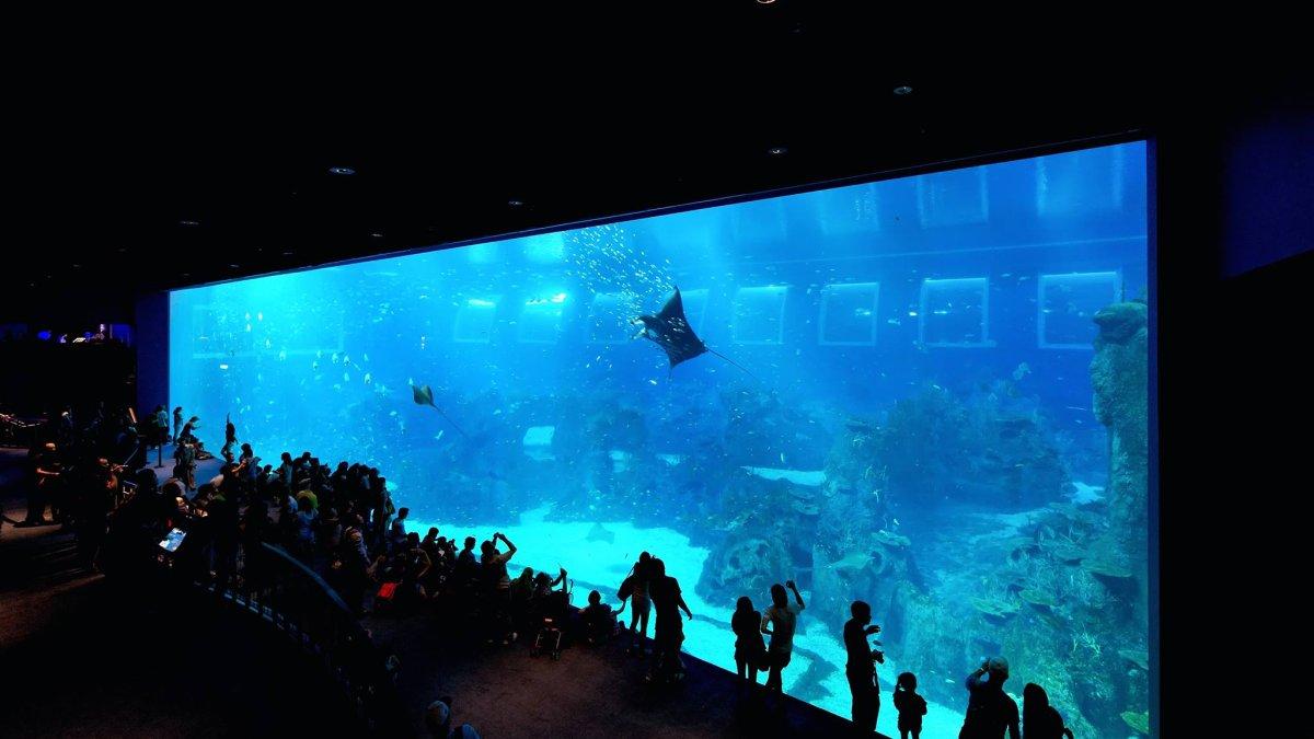 Sea Aquarium Singapura menampung lebih dari 100.000 makhluk laut dari berbagai habitat.