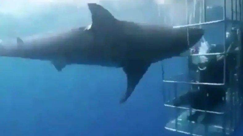 Seekor hiu putih besar mati setelah memukul dirinya sendiri terlalu keras pada sangkar logam bawah air ketika mencoba menyerang para penyelam di dalamnya.