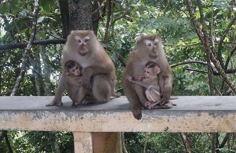 Sekelompok monyet yang ada di Monkey Hill, Phuket, Thailand
