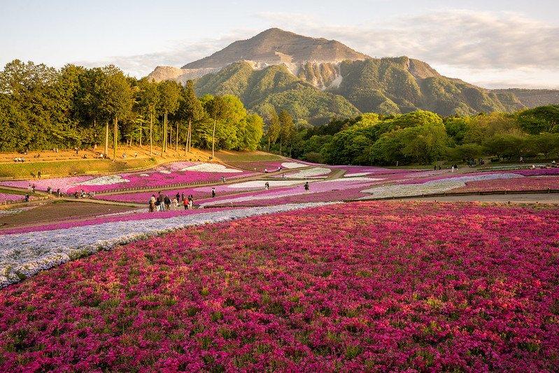 Shibazakura, satu bunga tercantik di Jepang lengkap dengan lokasi buat menemukannya.