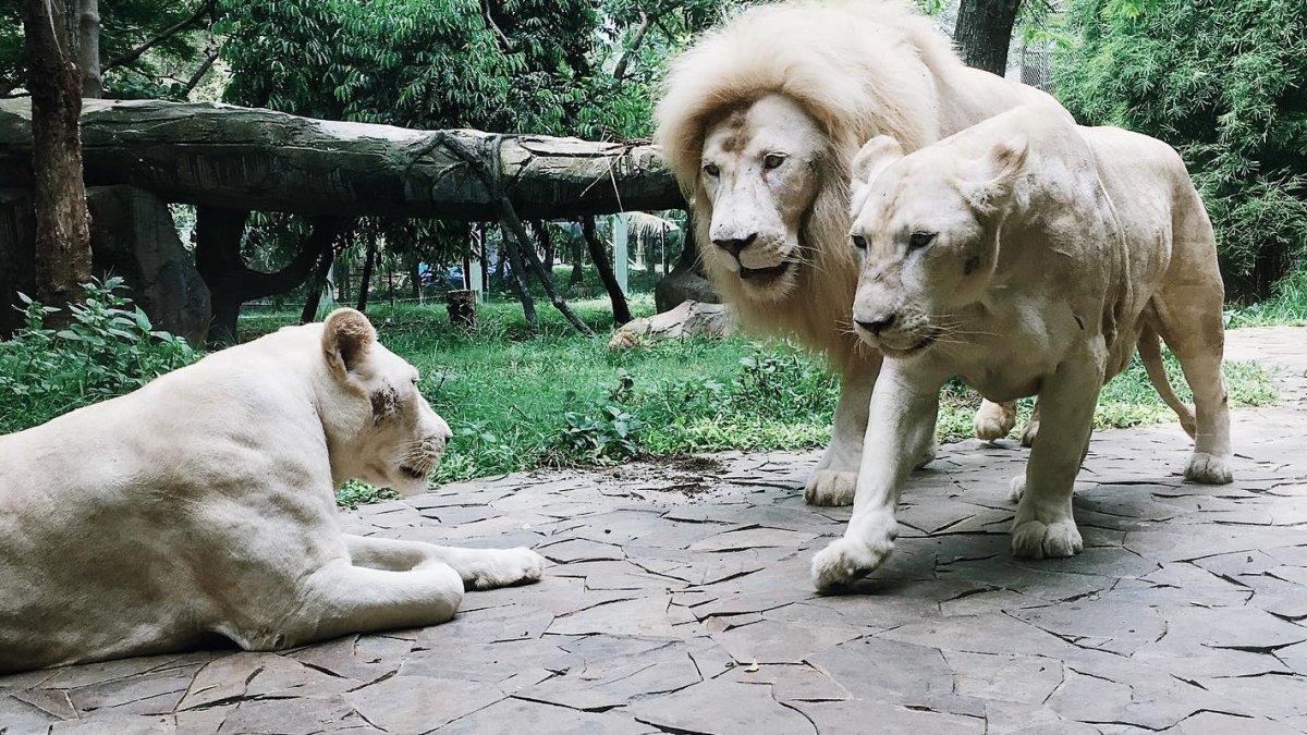 Singa putih yang bisa kamu temukan di Faunaland Ancol