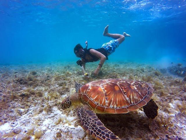 Ilustrasi wisatawan snorkeling bersama penyu besar.