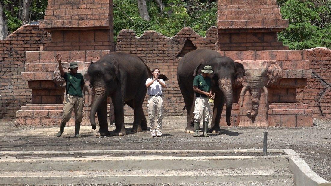 Pertunjukan satwa gajah di Solo Safari, Surakarta, Jawa Tengah dilihat oleh banyak wisatawan yang datang pada Minggu (17/12/2023).