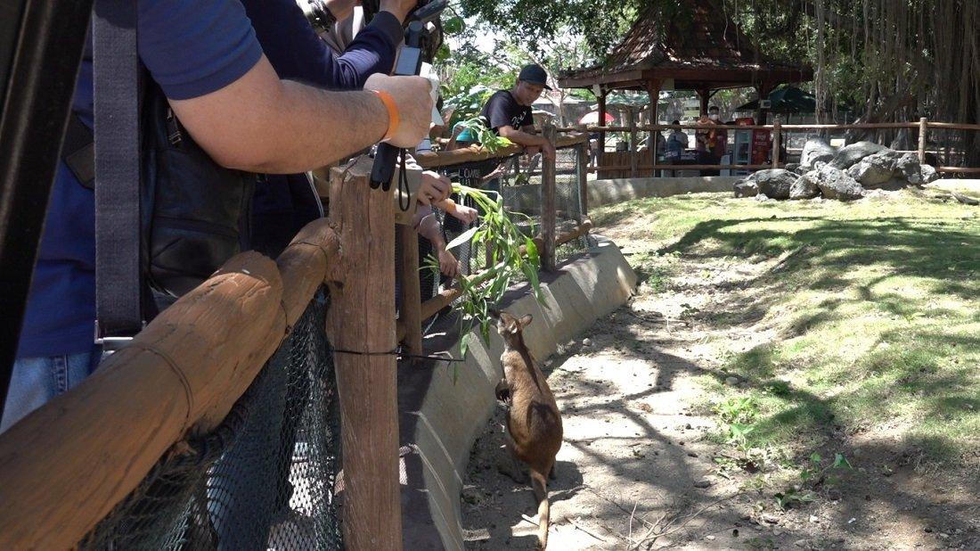 Wallaby, hewan mirip Kanguru yang terkenal dengan lompatannya. Di Solo Safari pengunjung dapat memberi makan Wallaby dengan sayuran yang sudah disediakan, Minggu (17/12/2023).