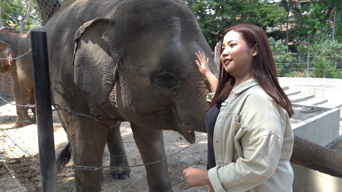Pengunjung memberi makan gajah di Solo Safari.