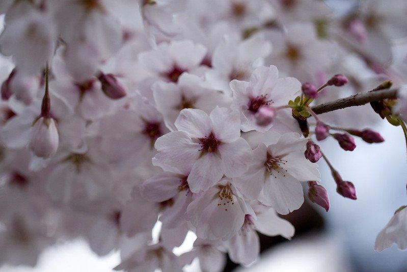 Somei Yoshino, jenis bunga sakura yang umum di Jepang
