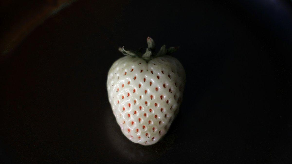 Stroberi putih asal Jepang.