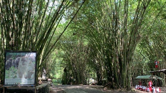 Suasana Hutan Bambu Lumajang, tempat wisata hits dan populer di Jawa Timur yang cocok untuk healing saat liburan akhir pekan.