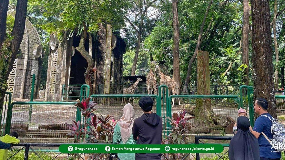 Suasana di Kebun Binatang Ragunan Jakarta