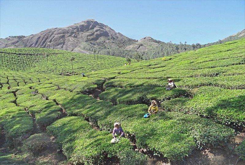 Suasana kebun teh di Devikulam India