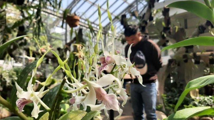 Suasana tempat wisata Griya Anggrek di Kebun Raya Bogor, punya ratusan jenis anggrek yang cantik-cantik.