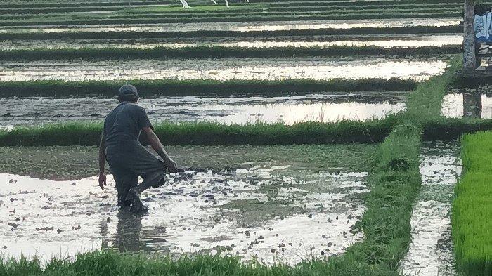 Subak Sembung berlokasi di Desa Peguyangan, Kecamatan Denpasar Utara, Kota Denpasar, Bali.