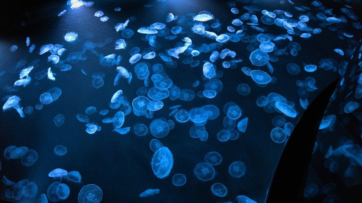 Sumida Aquarium, satu aquarium terbaik di Tokyo Jepang buat dikunjungi bareng anak.