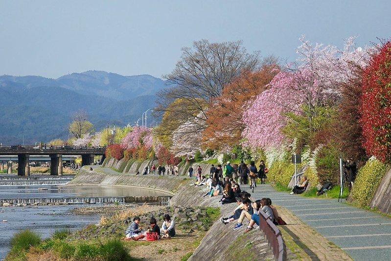 Sungai Kamogawa, satu tempat wisata di Kyoto Jepang buat menyaksikan keindahan bunga sakura.