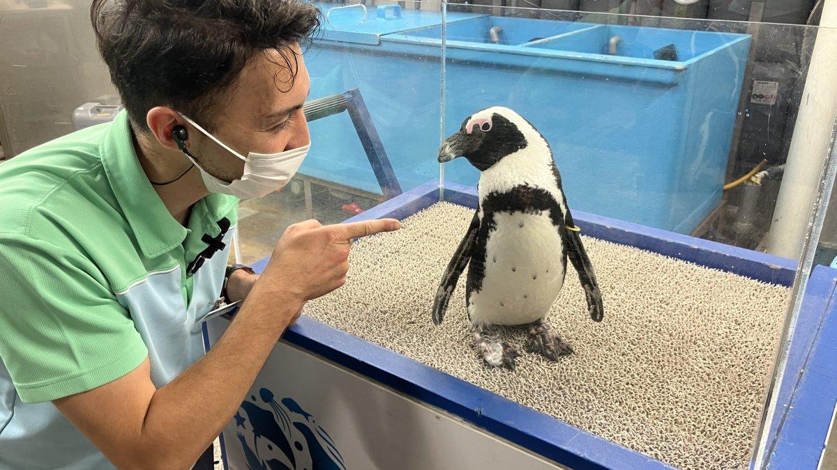 Sunshine Aquarium, satu aquarium terbaik di Tokyo Jepang buat dikunjungi bareng anak.