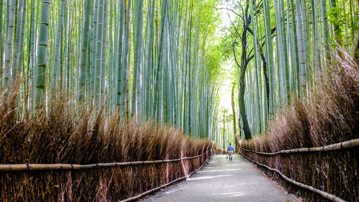Take no michi, satu tempat wisata tersembunyi di Kyoto Jepang buat healing.