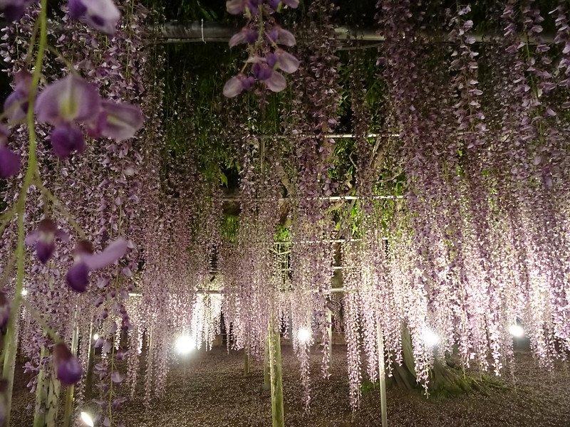 Ashikaga Flower Park, satu taman bunga terbaik di Jepang yang menarik buat kamu jelajahi.