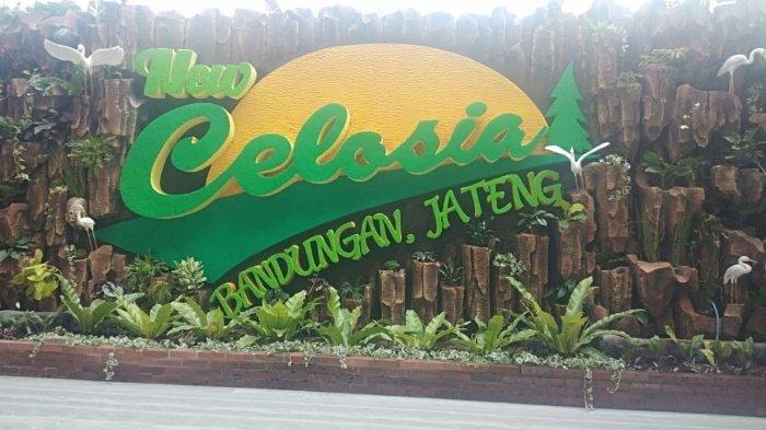 Taman Bunga Celosia, tempat wisata hits di Semarang untuk libur Natal dan Tahun Baru.
