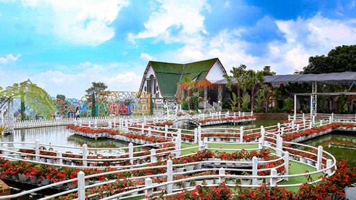 Taman Bunga Celosia, tempat wisata instagramable di Bandungan, Kabupaten Semarang, Jawa Tengah.