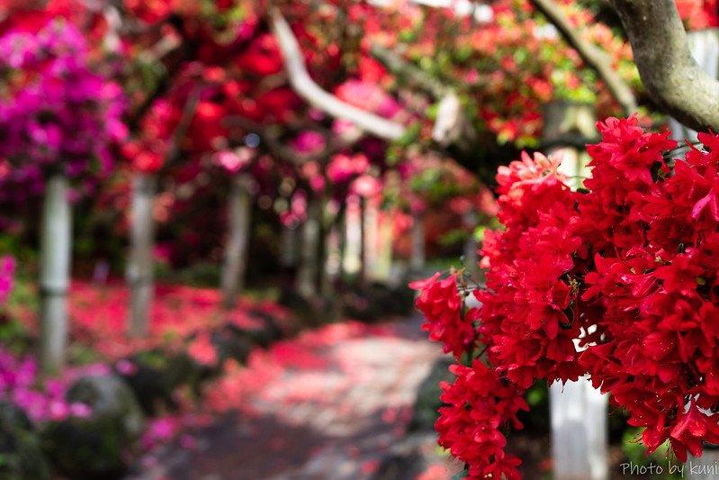 Taman Bunga Gunma, satu taman bunga terbaik di Tokyo Jepang.