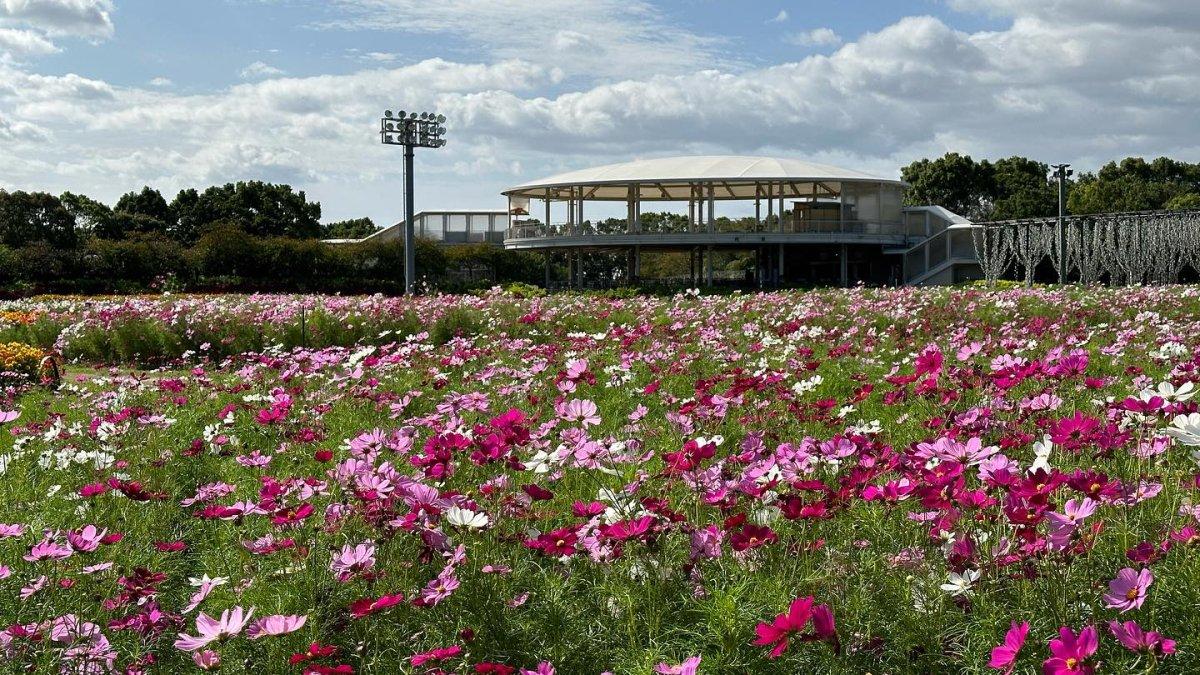 Taman Bunga Nabana no Sato di Jepang menawarkan pemandangan berbeda setiap musimnya.