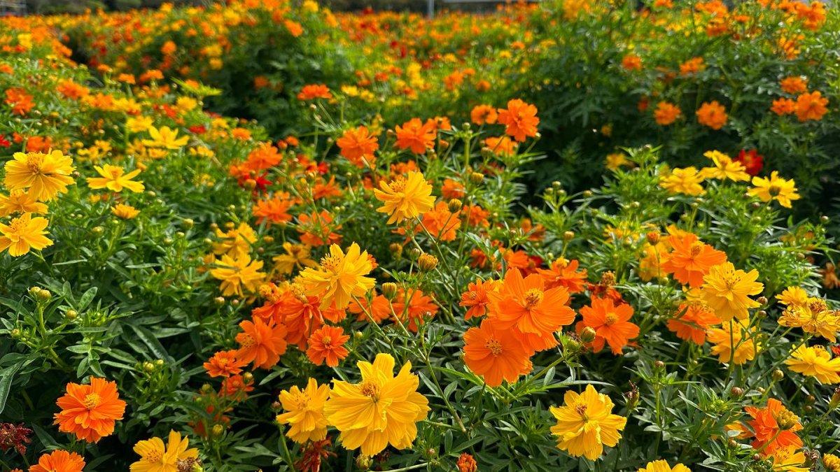 Taman Bunga Nabana no Sato yang instagenic di Jepang