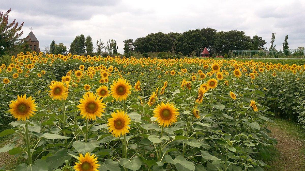 Taman Funabashi Andersen, satu tempat wisata terbaik di Chiba Jepang.