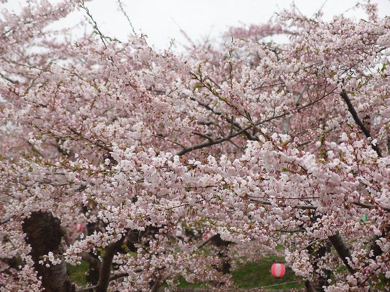 Taman Hakodate, satu tempat menyaksikan bunga sakura malam hari terbaik di Jepang.