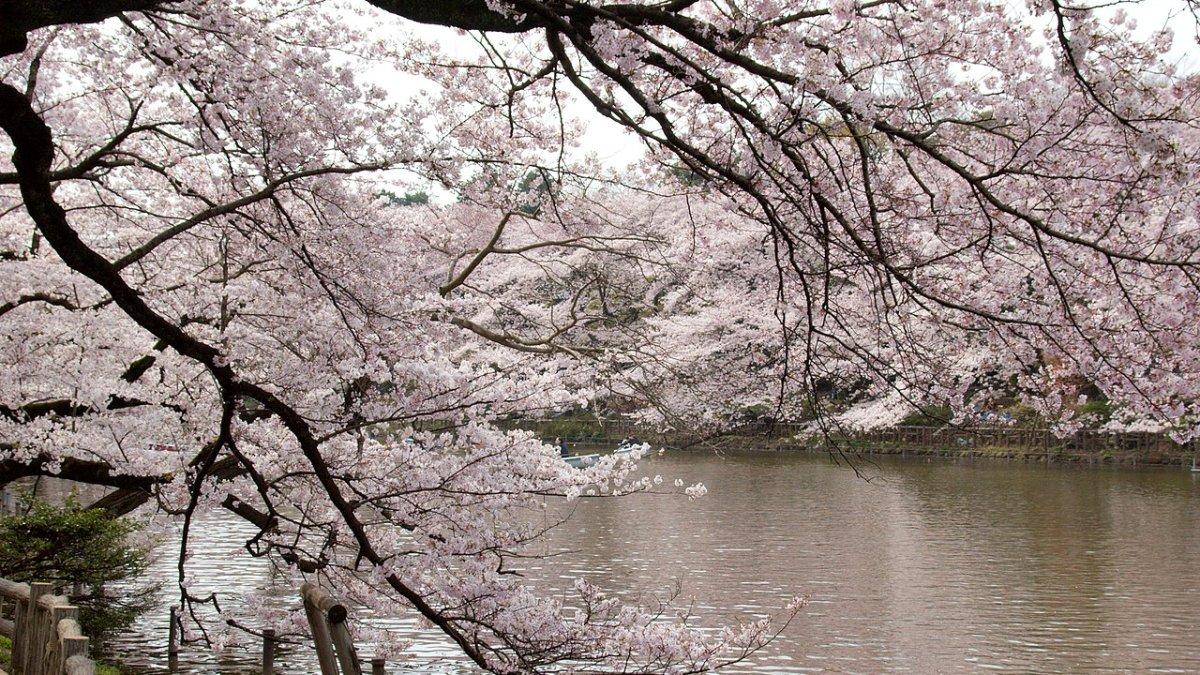 Taman Inokashira Jepang saat musim sakura.