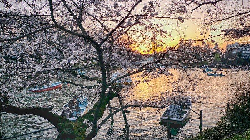 Taman Inokashira, satu tempat wisata di Tokyo Jepang buat menyaksikan bunga sakura.