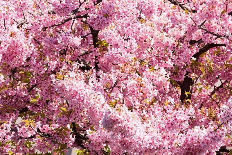 Taman Kiba, satu tempat menyaksikan mekarnya bunga sakura musim dingin ( Kawazu Zakura) terbaik di Jepang.
