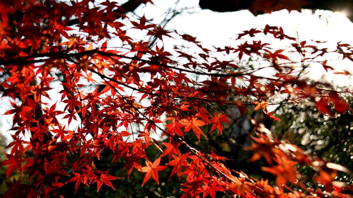 Taman Mukojima-Hyakkaen, satu taman terbaik di Tokyo Jepang.