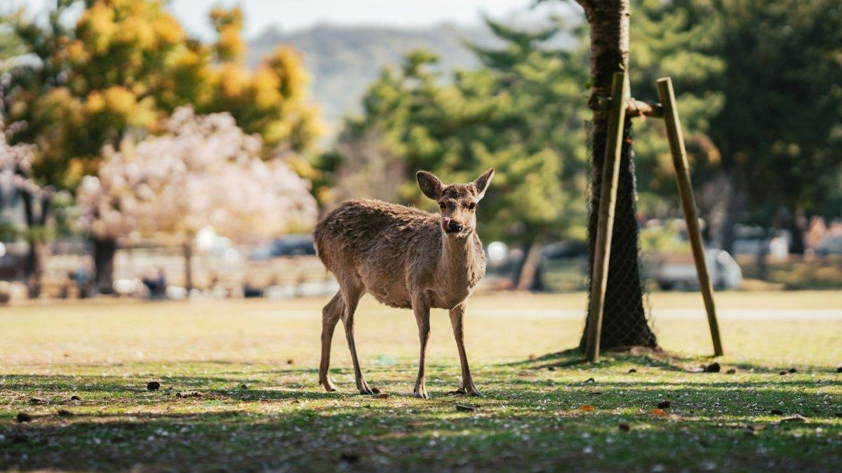 Nara, satu tempat wisata di Jepang buat bulan madu bareng pasangan.