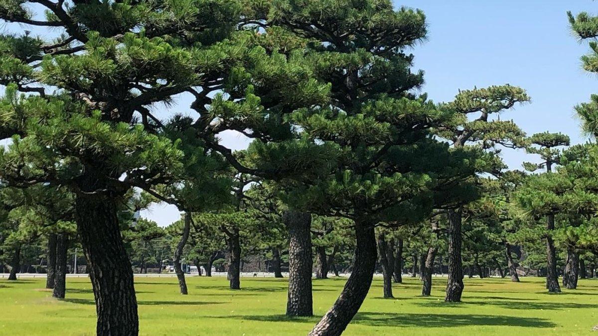 Taman Nasional Kokyo Gaien, satu tempat wisata terbaik sekitar Istana Kekaisaran Jepang.