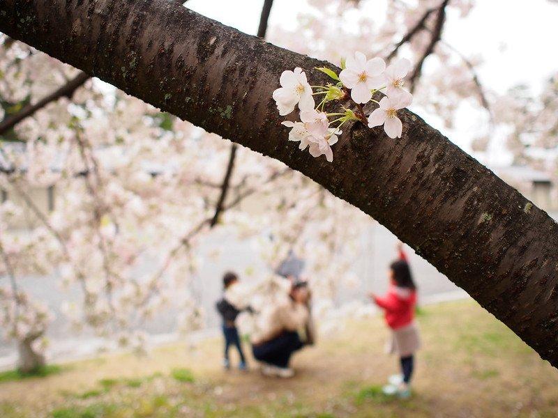 Taman Nasional Kyoto Gyoen, satu tempat wisata di Kyoto Jepang buat menyaksikan keindahan bunga sakura.