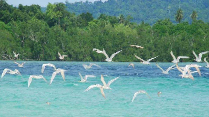 Taman Nasional Laut Teluk Cenderawasih.