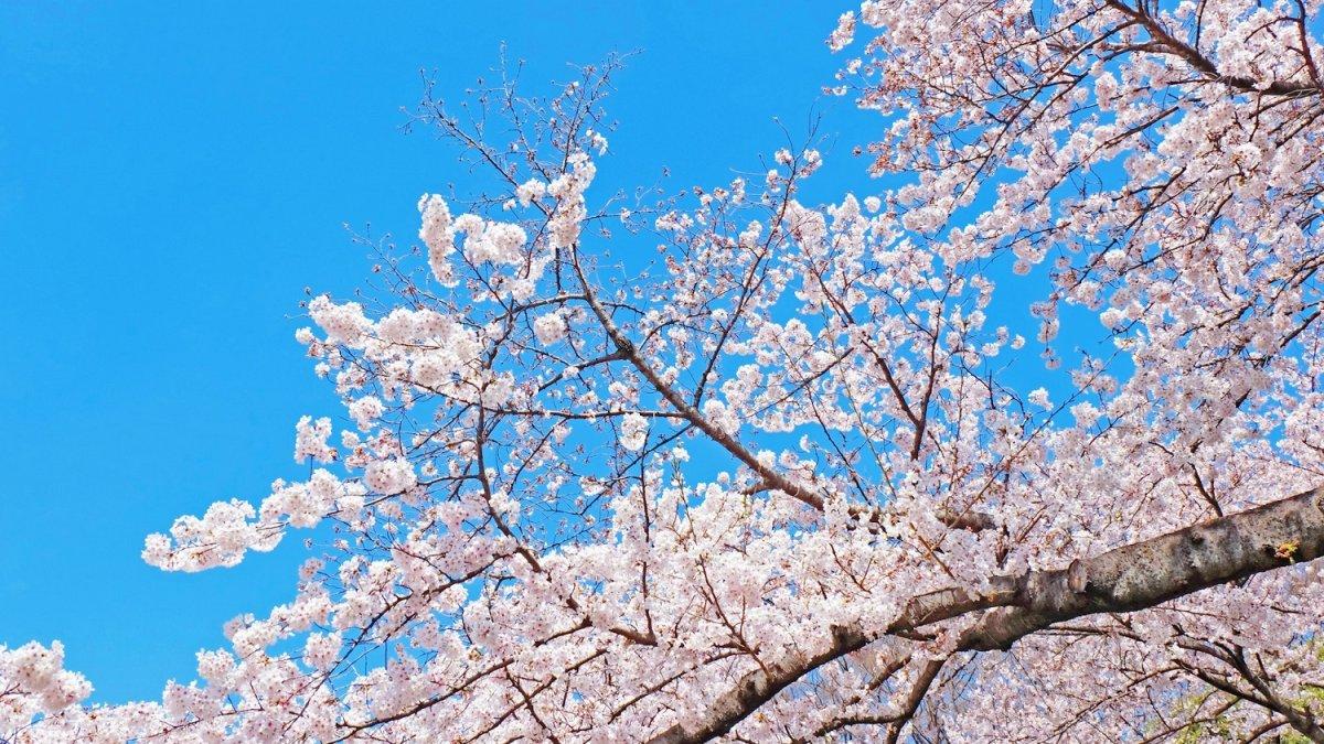 Taman Nasional Shinjuku Gyoen, satu tempat wisata di Tokyo Jepang buat menyaksikan bunga sakura.