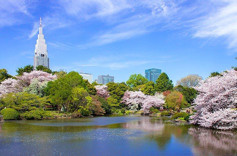 Taman Nasional Shinjuku Gyoen, satu tempat wisata murah di Jepang yang bisa dikunjungi solo traveler dengan anggaran terbatas.