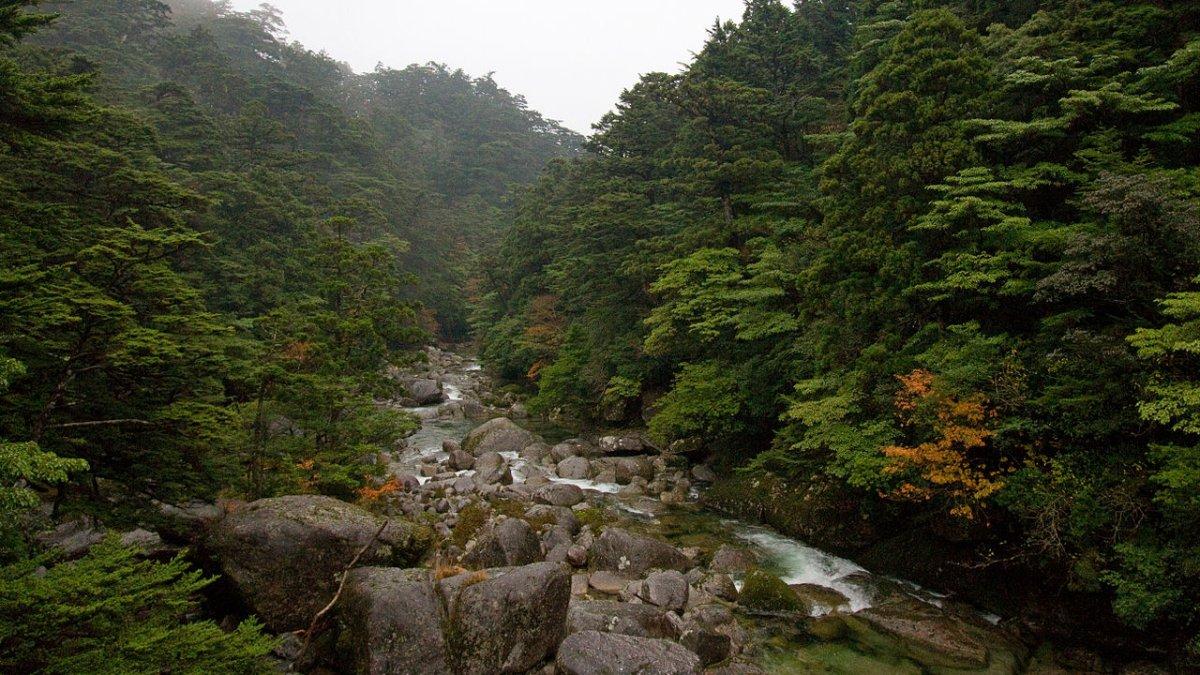 Taman Nasional Yakushima, satu taman nasional terbaik di Jepang.