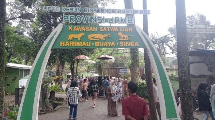 Taman Rimba, tempat wisata di Jambi untuk melihat gajah.