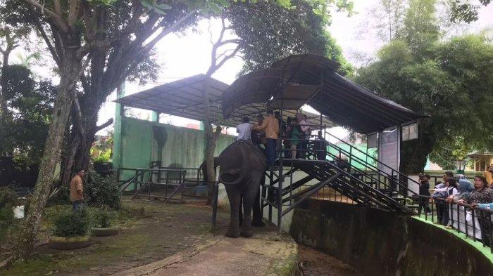 Taman Rimba, tempat wisata di Jambi untuk melihat gajah.