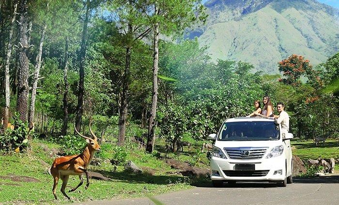 Taman Safari Prigen di Pasuruan, Jawa Timur.