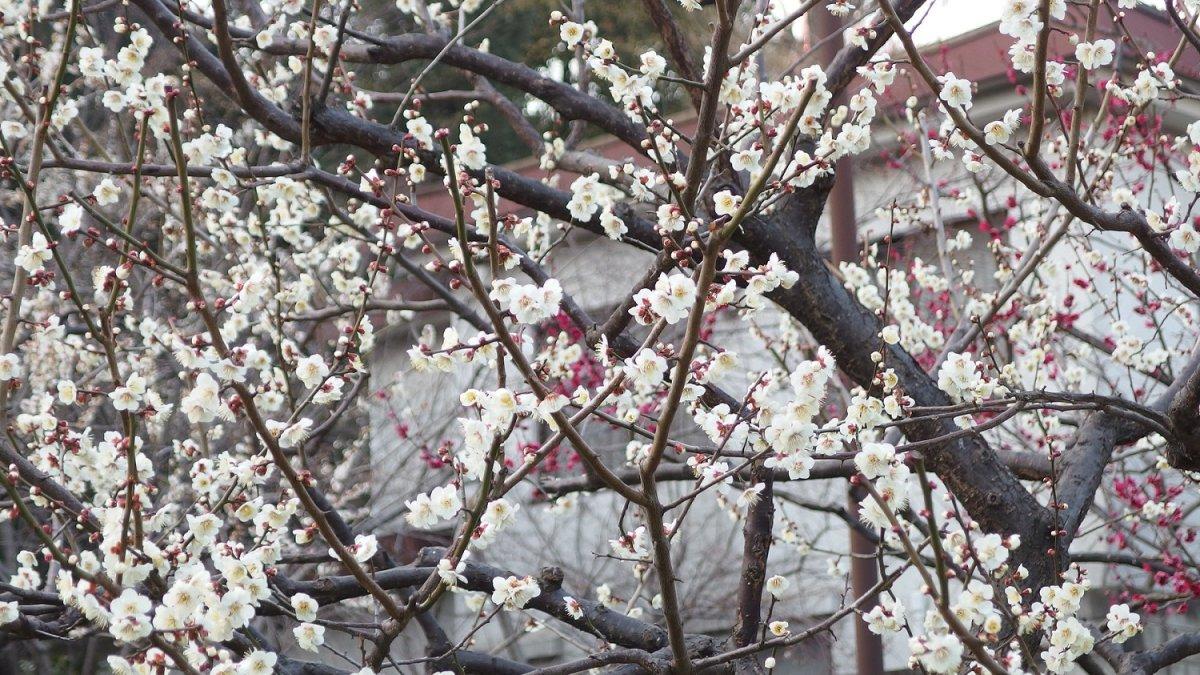 Taman Shiba, satu taman terbaik di Tokyo Jepang.