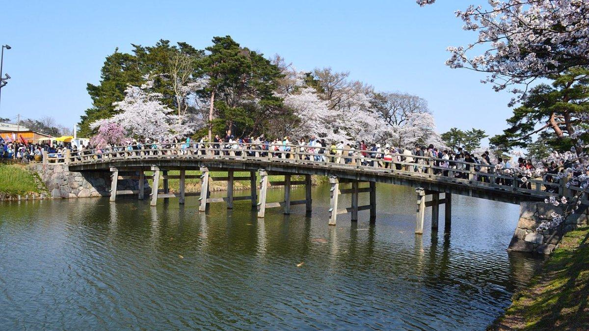 Taman Situs Kastil Takada, satu tempat menyaksikan bunga sakura malam hari terbaik di Jepang.