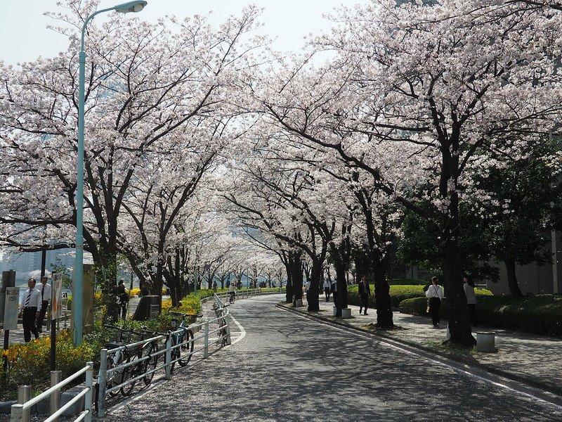 Taman Sumida, satu tempat wisata di Tokyo Jepang buat menyaksikan bunga sakura.